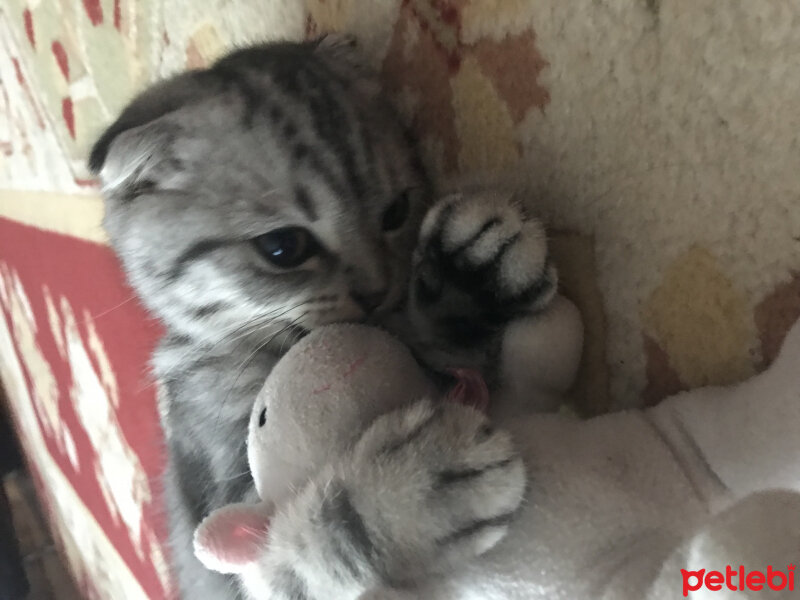 Scottish Fold, Kedi  Pablo fotoğrafı