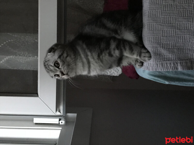 Scottish Fold, Kedi  Pablo fotoğrafı