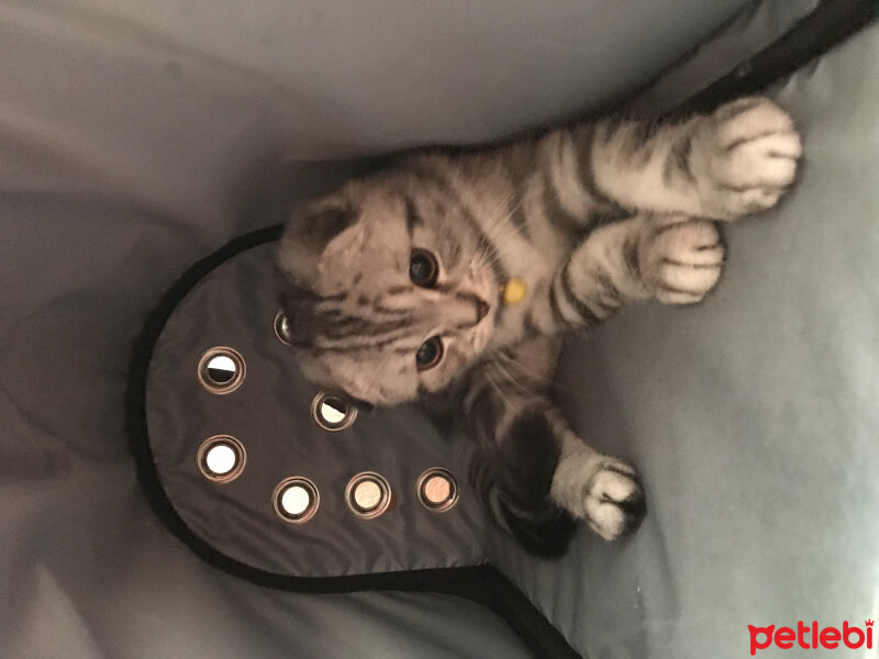 Scottish Fold, Kedi  Pablo fotoğrafı