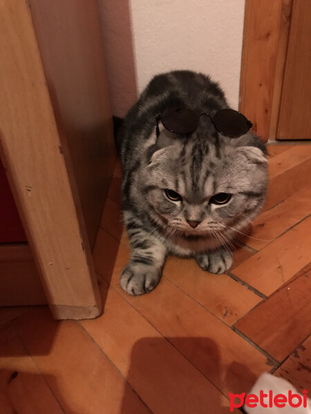 Scottish Fold, Kedi  Pablo fotoğrafı