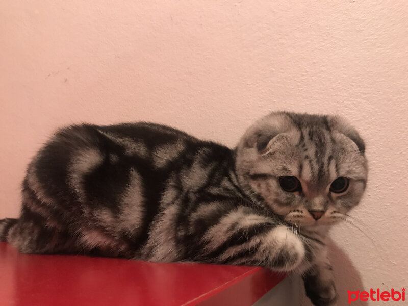 Scottish Fold, Kedi  Pablo fotoğrafı