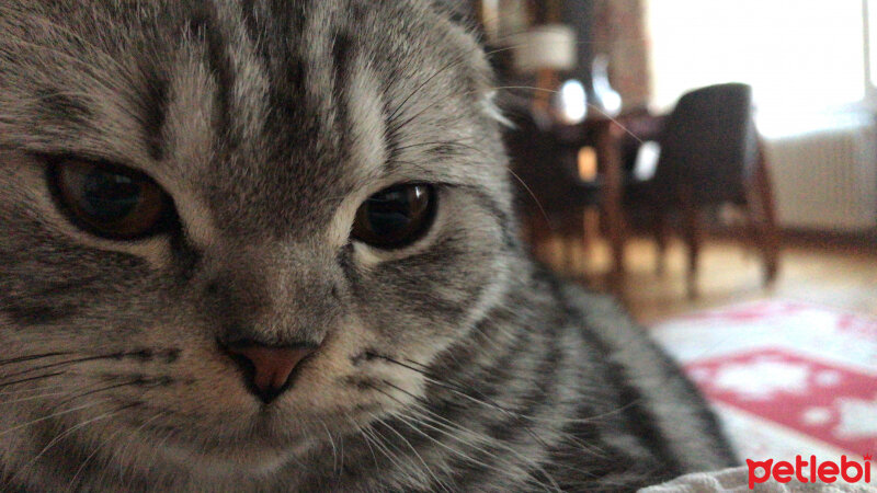 Scottish Fold, Kedi  Pablo fotoğrafı