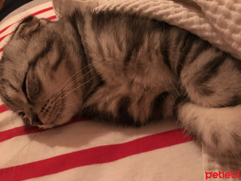 Scottish Fold, Kedi  Pablo fotoğrafı