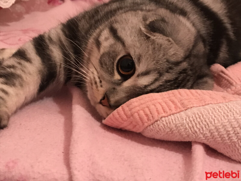 Scottish Fold, Kedi  Pablo fotoğrafı