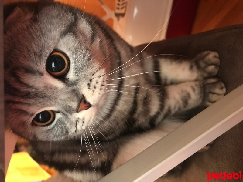 Scottish Fold, Kedi  Pablo fotoğrafı