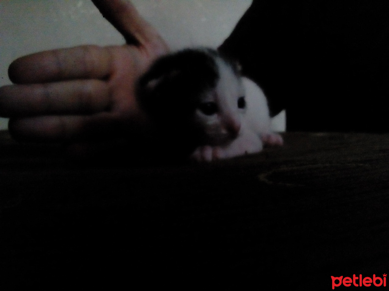 Tekir Kedi, Kedi  hulusi fotoğrafı