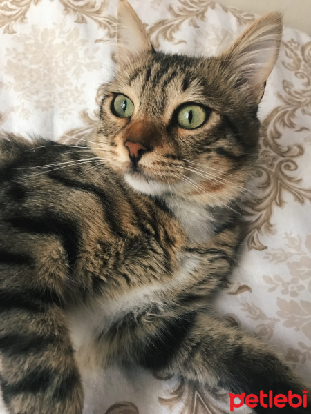 Tekir Kedi, Kedi  Ares fotoğrafı