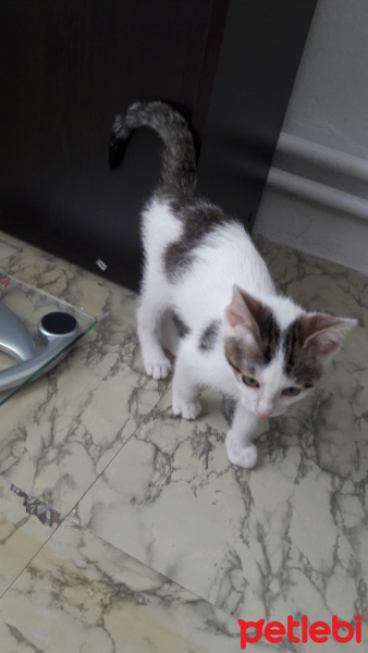 Tekir Kedi, Kedi  Hayta fotoğrafı