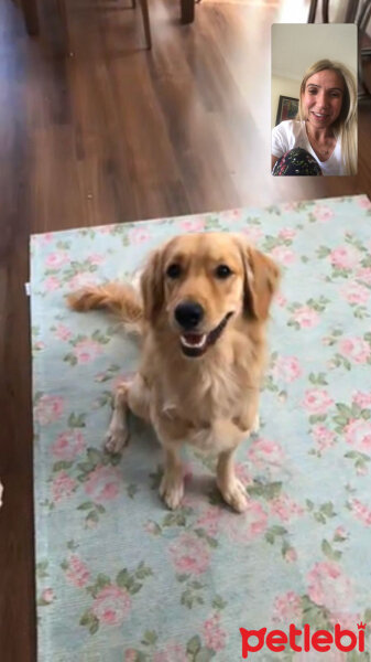 Golden Retriever, Köpek  Romeo fotoğrafı