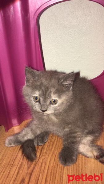 British Shorthair, Kedi  HERA fotoğrafı