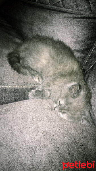 British Shorthair, Kedi  HERA fotoğrafı