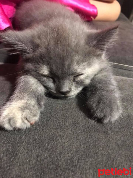 British Shorthair, Kedi  HERA fotoğrafı