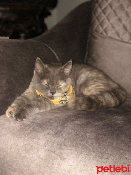 British Shorthair, Kedi  HERA fotoğrafı