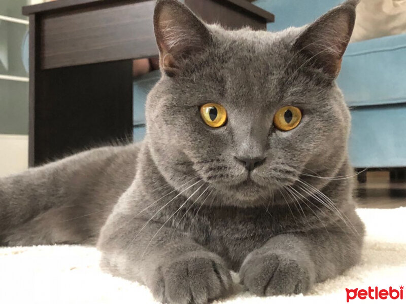 British Shorthair, Kedi  HERA fotoğrafı