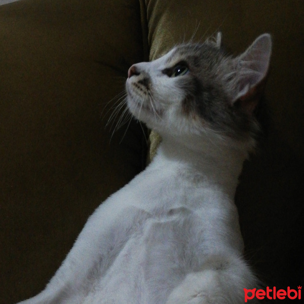 Ankara Kedisi, Kedi  Pıtır fotoğrafı