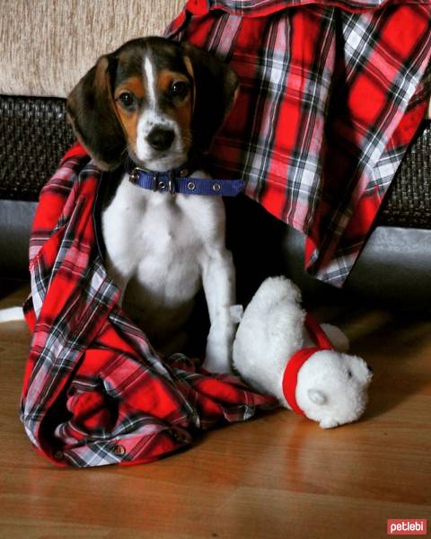 Beagle, Köpek  Haydut fotoğrafı