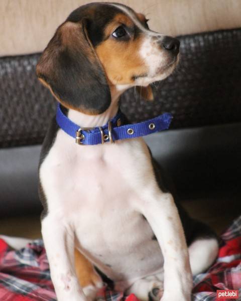 Beagle, Köpek  Haydut fotoğrafı