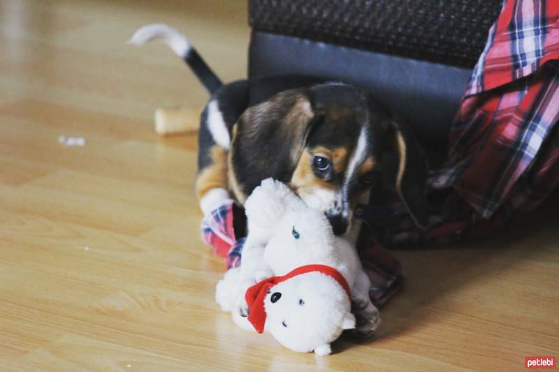 Beagle, Köpek  Haydut fotoğrafı