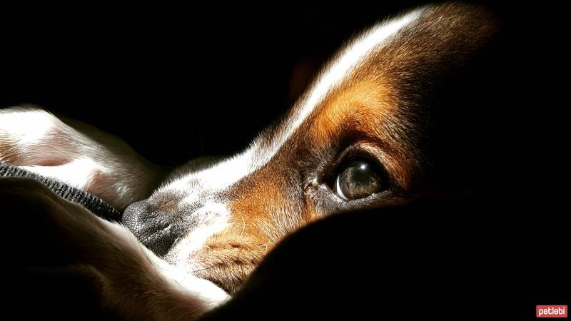 Beagle, Köpek  Haydut fotoğrafı