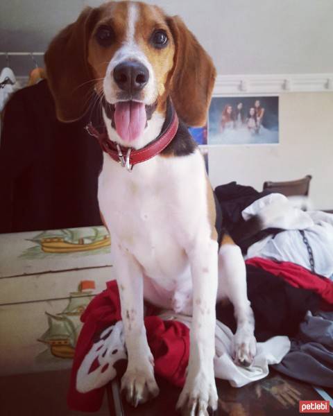 Beagle, Köpek  Haydut fotoğrafı