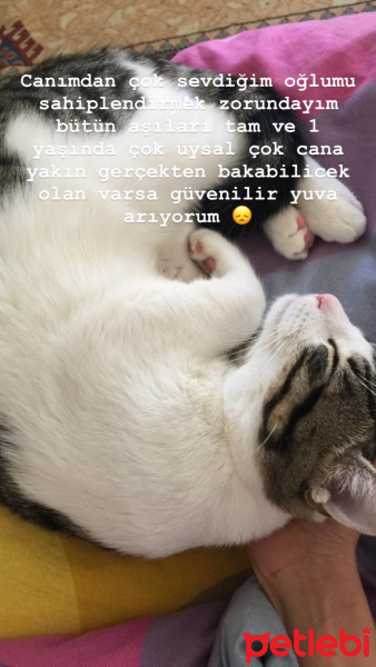 Tekir Kedi, Kedi  Behlül fotoğrafı