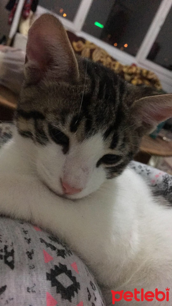 Tekir Kedi, Kedi  Behlül fotoğrafı