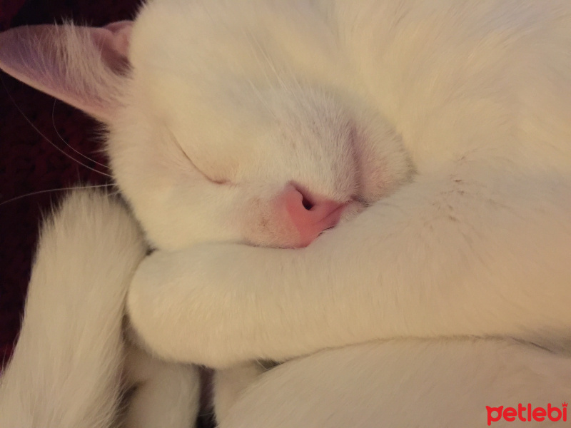 Van Kedisi, Kedi  ares fotoğrafı