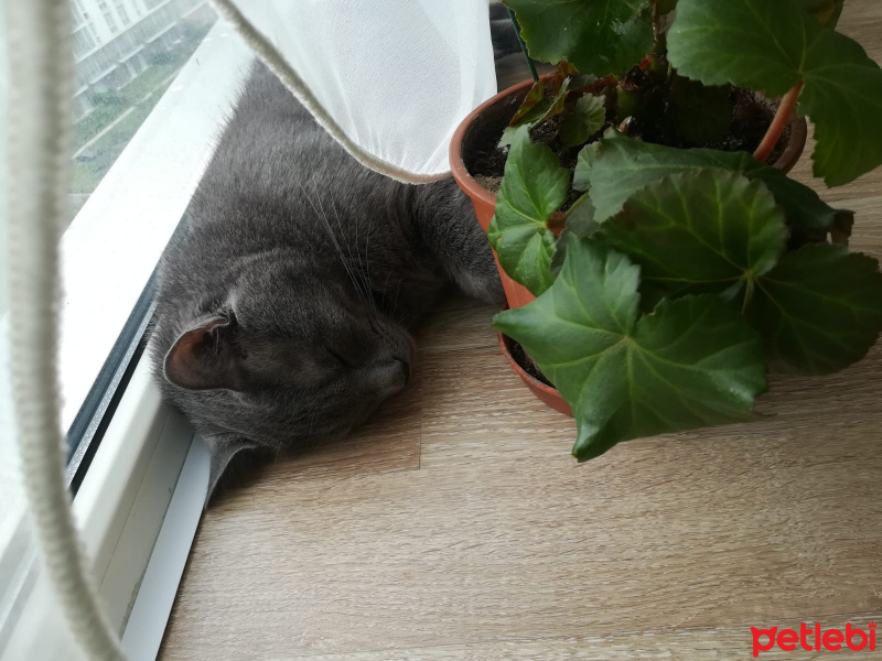 Mavi Rus, Kedi  Tomy fotoğrafı
