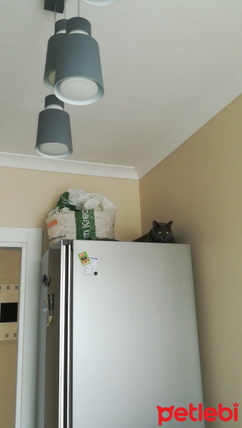 Mavi Rus, Kedi  Tomy fotoğrafı