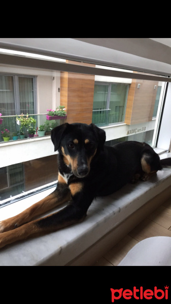 Rottweiler, Köpek  Bonnie fotoğrafı
