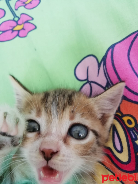 Tekir Kedi, Kedi  Sipsi fotoğrafı