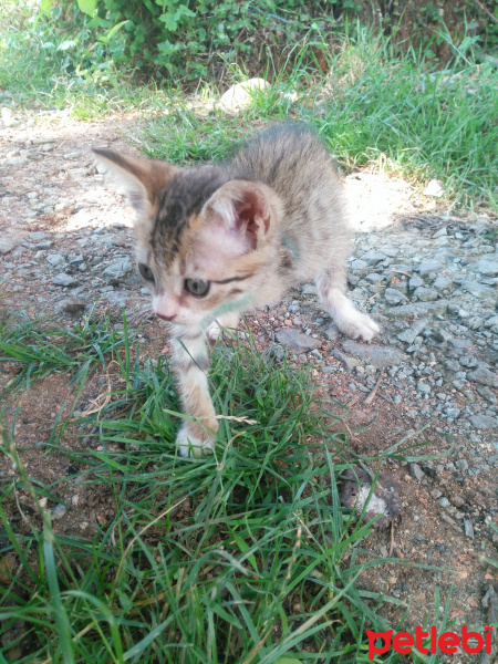 Tekir Kedi, Kedi  Sipsi fotoğrafı