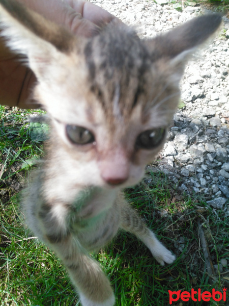 Tekir Kedi, Kedi  Sipsi fotoğrafı