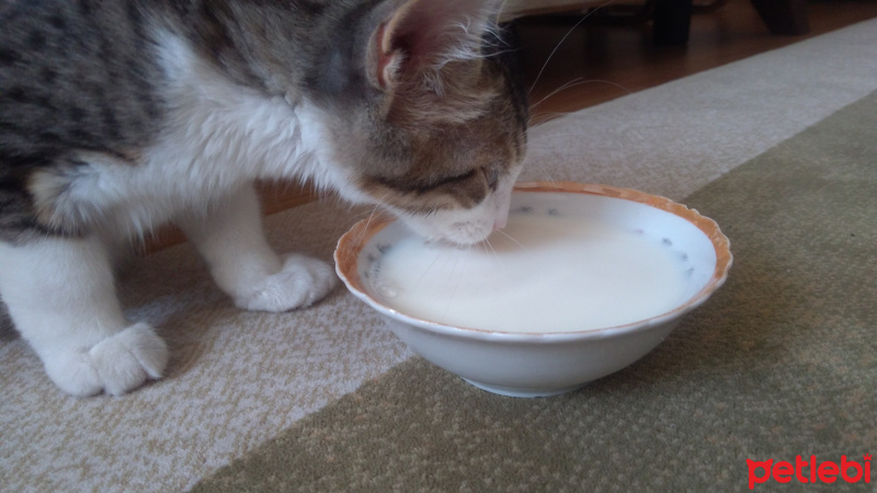 Tekir Kedi, Kedi  Badem fotoğrafı
