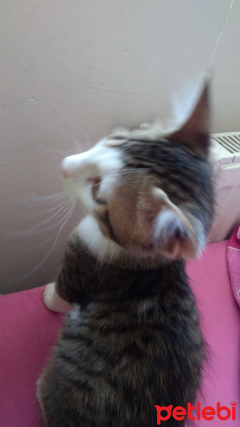 Tekir Kedi, Kedi  Badem fotoğrafı
