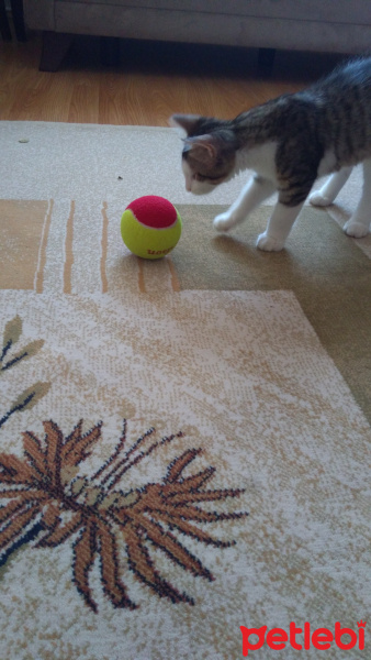 Tekir Kedi, Kedi  Badem fotoğrafı