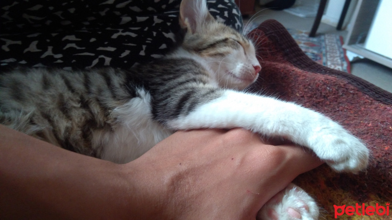 Tekir Kedi, Kedi  Badem fotoğrafı