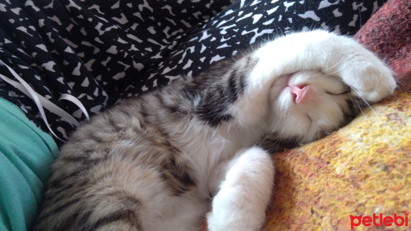 Tekir Kedi, Kedi  Badem fotoğrafı