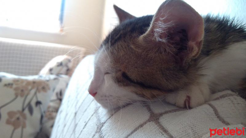 Tekir Kedi, Kedi  Badem fotoğrafı