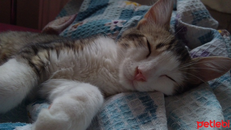 Tekir Kedi, Kedi  Badem fotoğrafı