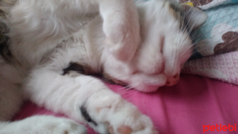 Tekir Kedi, Kedi  Badem fotoğrafı