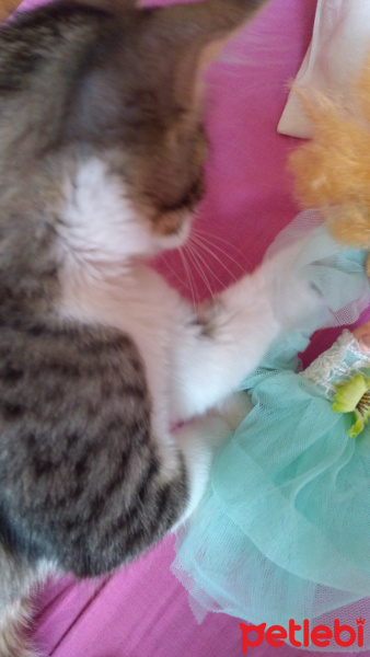 Tekir Kedi, Kedi  Badem fotoğrafı
