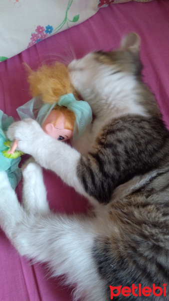 Tekir Kedi, Kedi  Badem fotoğrafı