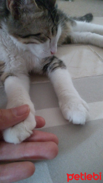 Tekir Kedi, Kedi  Badem fotoğrafı