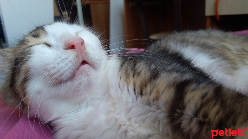 Tekir Kedi, Kedi  Badem fotoğrafı