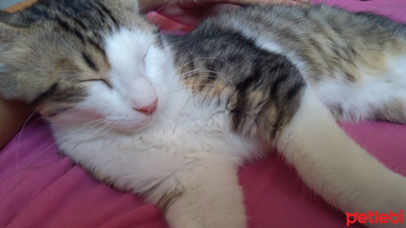Tekir Kedi, Kedi  Badem fotoğrafı
