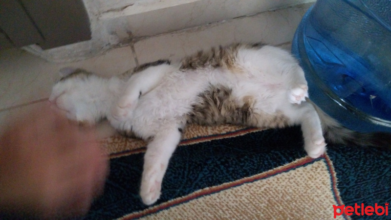 Tekir Kedi, Kedi  Badem fotoğrafı