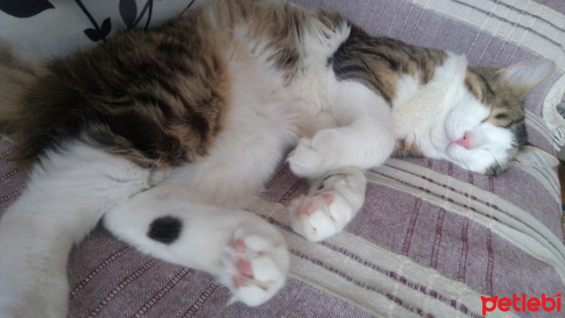 Tekir Kedi, Kedi  Badem fotoğrafı