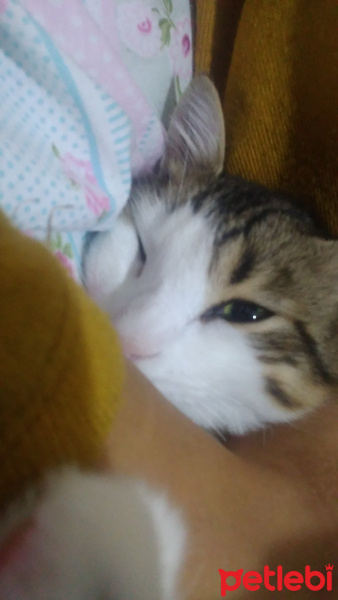 Tekir Kedi, Kedi  Badem fotoğrafı