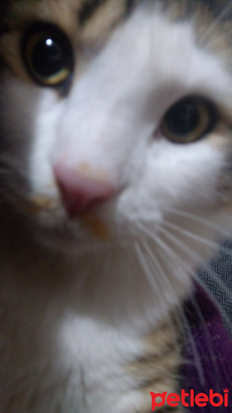 Tekir Kedi, Kedi  Badem fotoğrafı